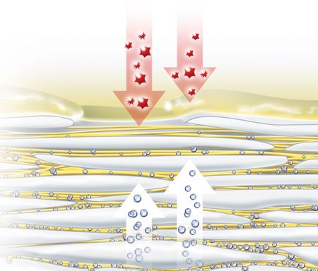 Illustration de l'évaporation des facteurs naturels d'hydratation
