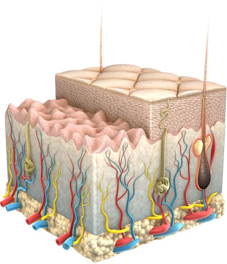 Illustration schématique de la peau et de ses couches