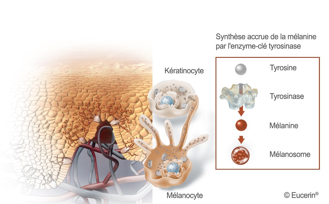 La couleur de notre peau dépend de la densité et de la répartition de la mélanine. La mélanine est un pigment produit par des cellules spécialisées de la couche basale de l'épiderme, connues sous le nom de mélanocytes. Cette mélanine est ensuite transportée vers d'autres cellules de la couche basale, pigmentant ainsi la peau.