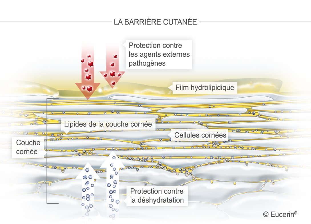 Illustration schématique de la peau et de sa couche cornée